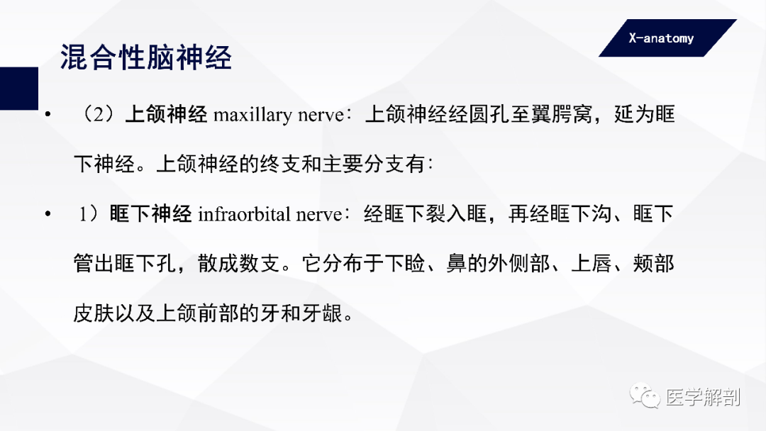 影像PPT - 【PPT】颅神经解剖-41