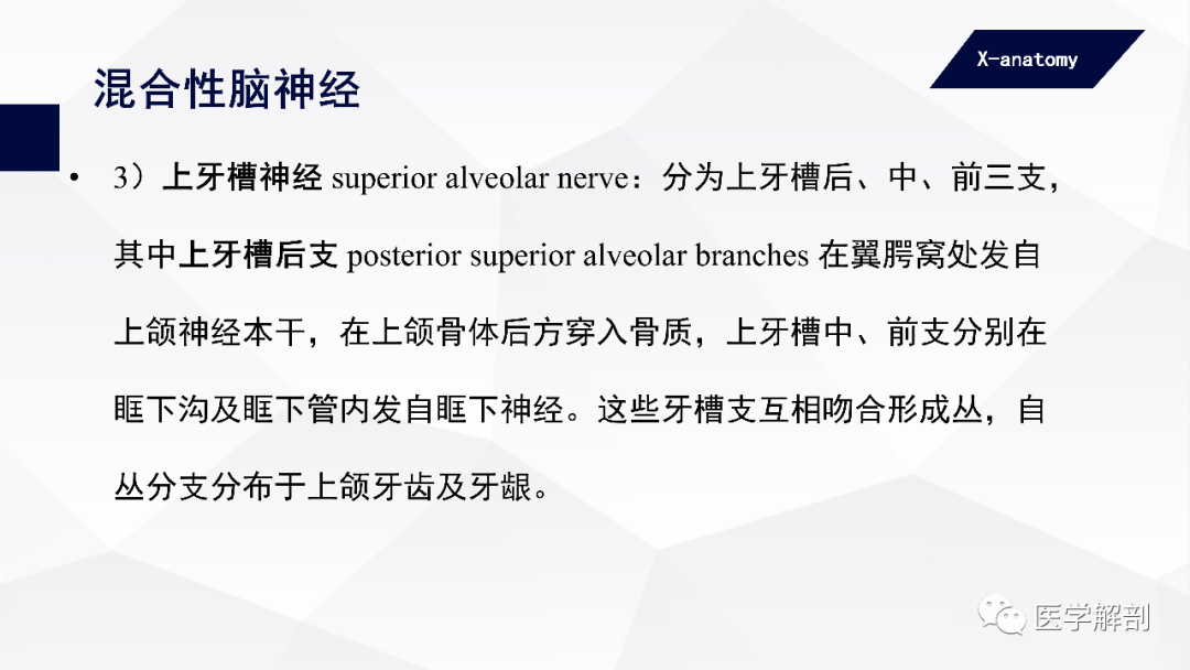 影像PPT - 【PPT】颅神经解剖-44