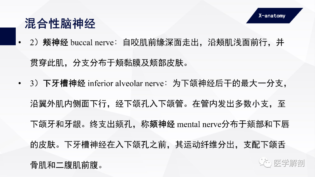 影像PPT - 【PPT】颅神经解剖-47