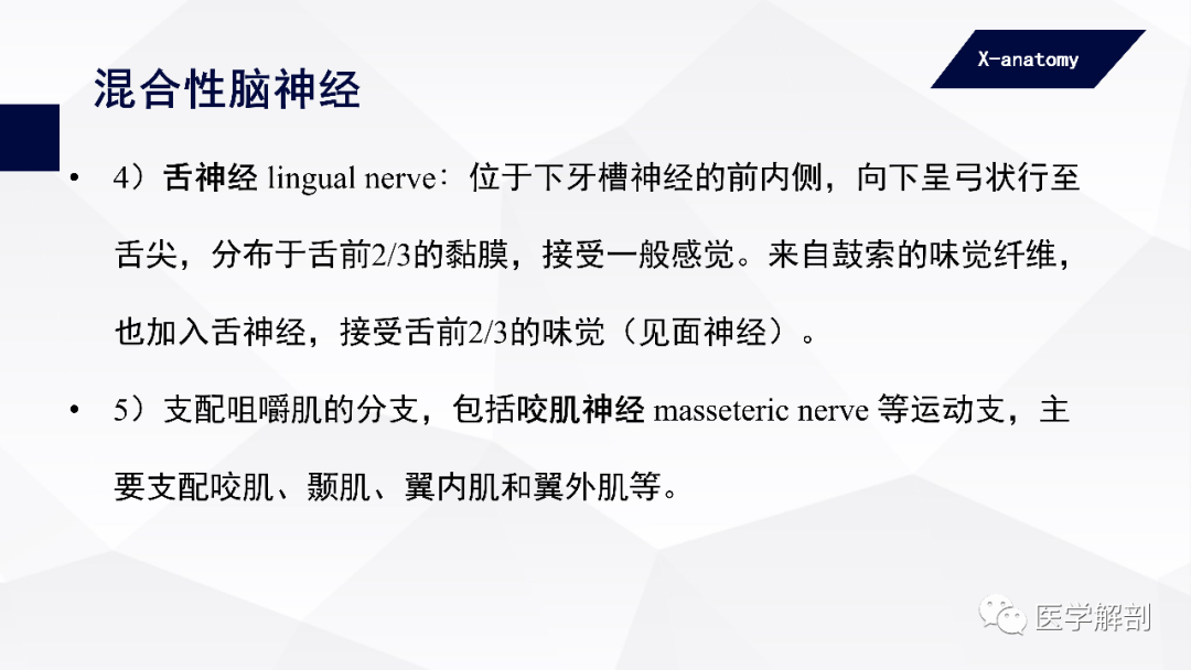 影像PPT - 【PPT】颅神经解剖-48