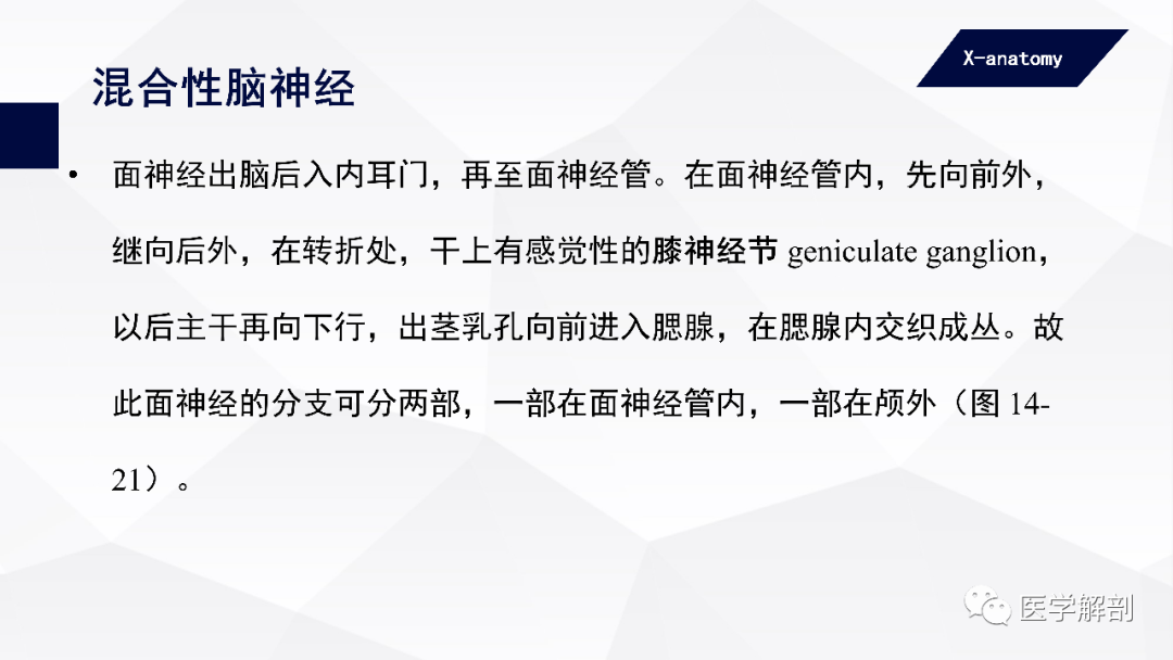 影像PPT - 【PPT】颅神经解剖-51