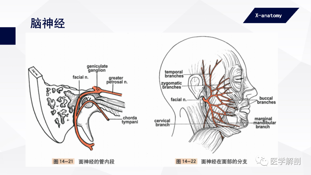 影像PPT - 【PPT】颅神经解剖-52
