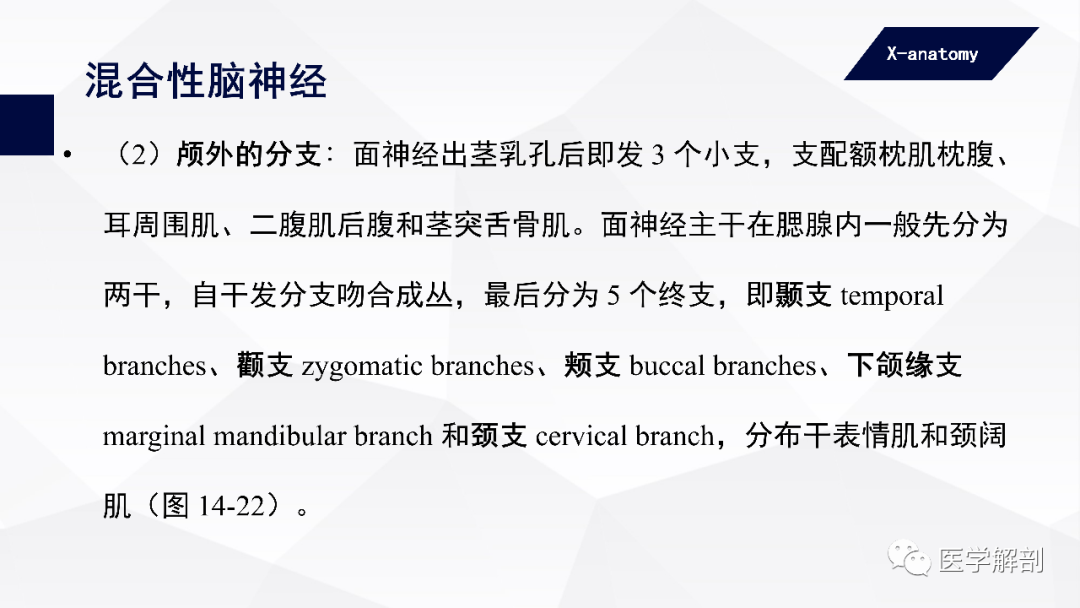 影像PPT - 【PPT】颅神经解剖-56