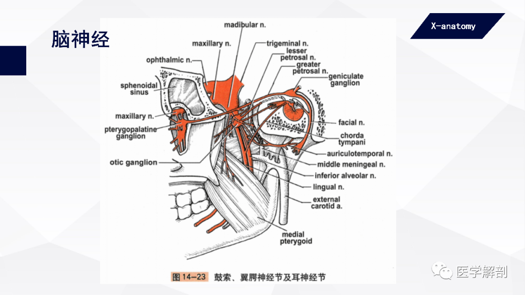 影像PPT - 【PPT】颅神经解剖-55