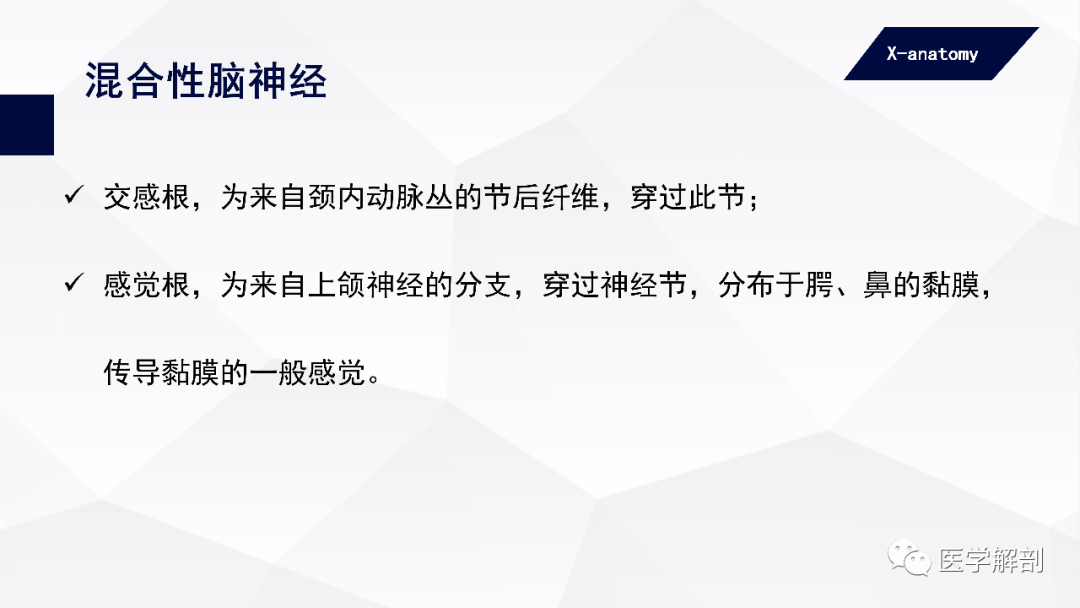 影像PPT - 【PPT】颅神经解剖-58