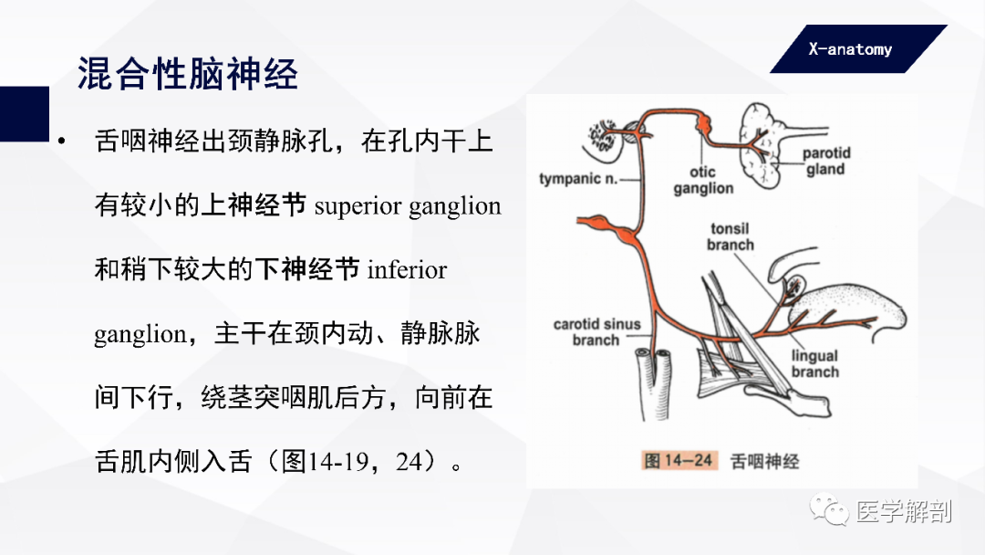 影像PPT - 【PPT】颅神经解剖-62