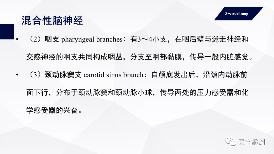 影像PPT - 【PPT】颅神经解剖-64