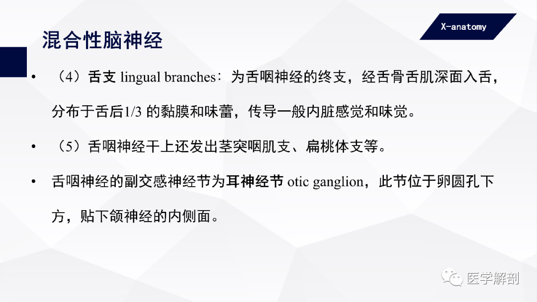 影像PPT - 【PPT】颅神经解剖-65