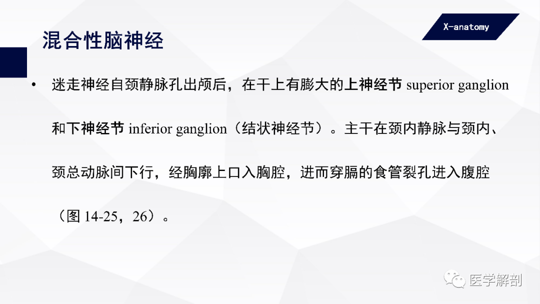 影像PPT - 【PPT】颅神经解剖-70