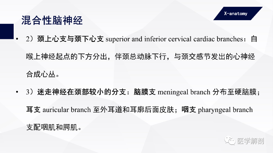 影像PPT - 【PPT】颅神经解剖-74