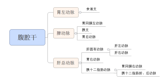 影像PPT - 腹腔干的解剖-1 影像PPT - 腹腔干的解剖-1
