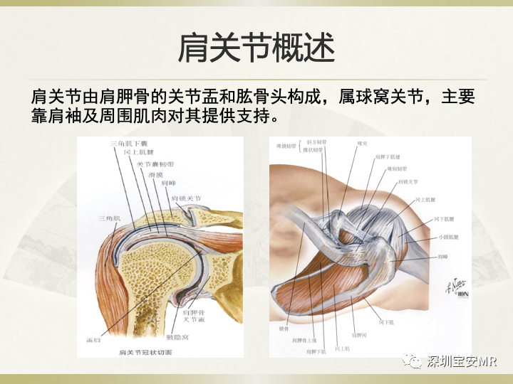 影像PPT - 【PPT】肩关节MRI检查技术-2