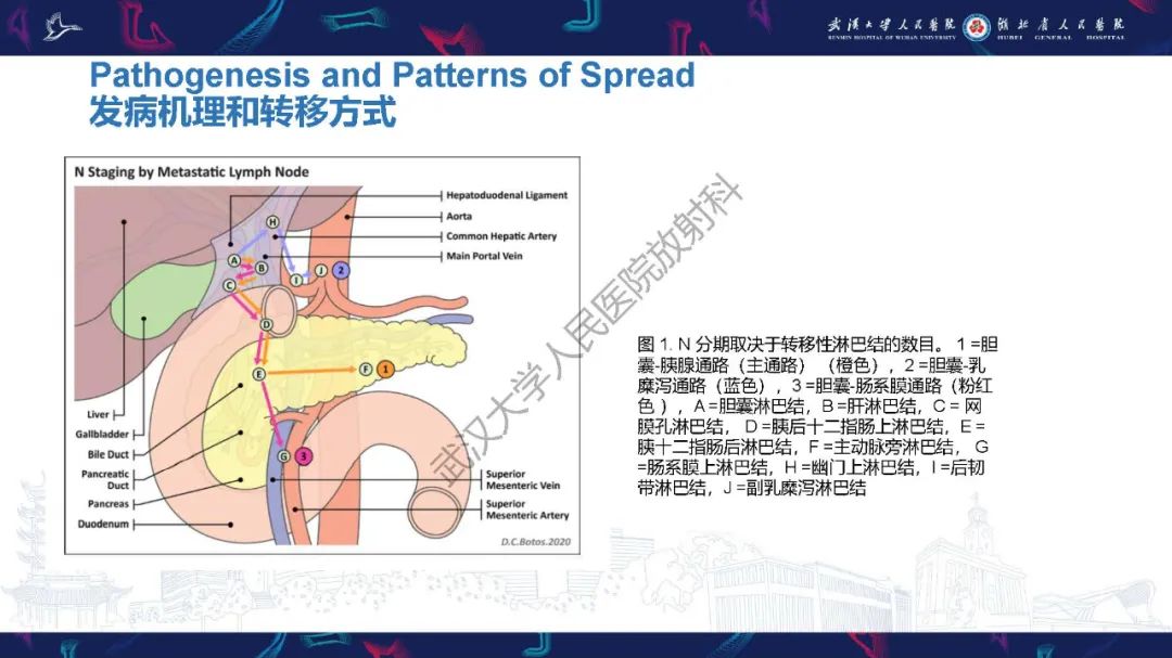 影像PPT - 【PPT】胆囊癌MRI诊断-9