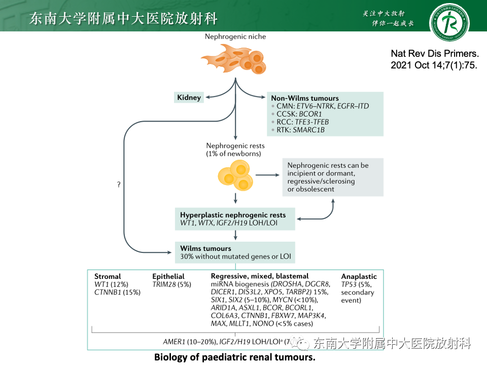 影像PPT - 【PPT】肾母细胞瘤-14