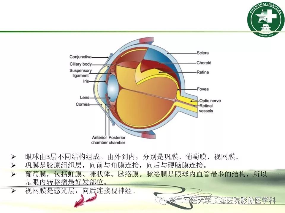 影像PPT - 【PPT】成人眼眶肿瘤：临床、影像、病理表现-5
