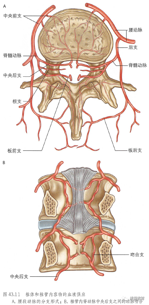 影像PPT - 脊柱(椎体、椎间盘、韧带)解剖-3 影像PPT - 脊柱(椎体、椎间盘、韧带)解剖-3