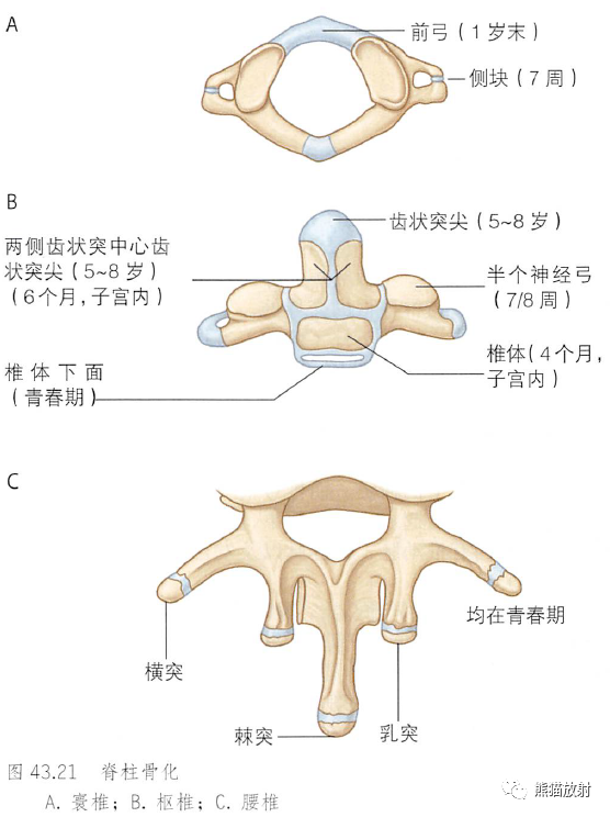 影像PPT - 脊柱(椎体、椎间盘、韧带)解剖-5 影像PPT - 脊柱(椎体、椎间盘、韧带)解剖-5
