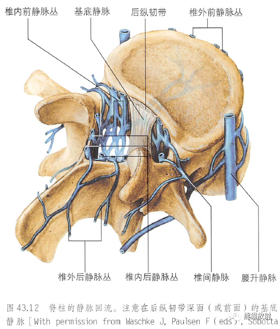 影像PPT - 脊柱(椎体、椎间盘、韧带)解剖-4 影像PPT - 脊柱(椎体、椎间盘、韧带)解剖-4