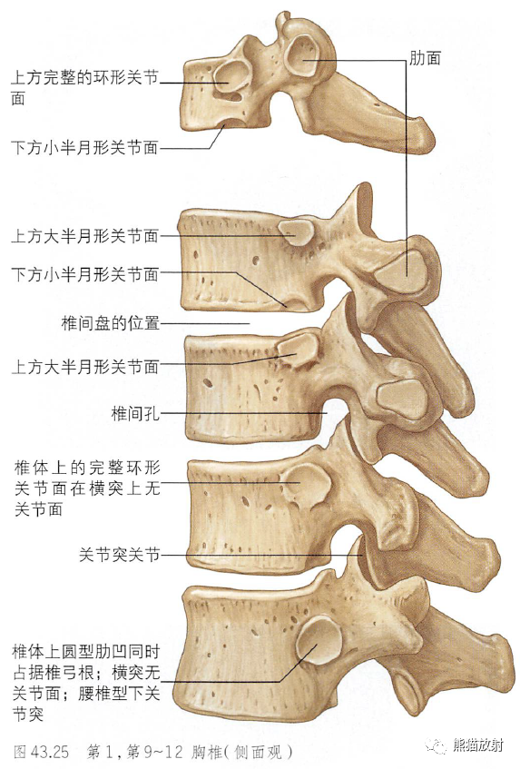 影像PPT - 脊柱(椎体、椎间盘、韧带)解剖-15 影像PPT - 脊柱(椎体、椎间盘、韧带)解剖-15