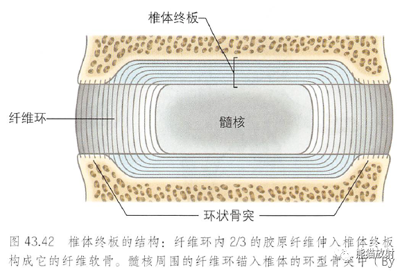 影像PPT - 脊柱(椎体、椎间盘、韧带)解剖-29 影像PPT - 脊柱(椎体、椎间盘、韧带)解剖-29