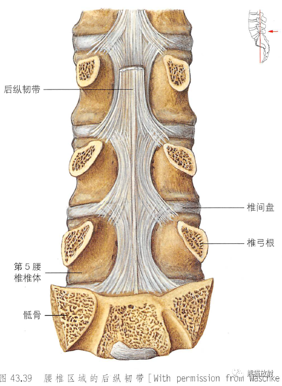影像PPT - 脊柱(椎体、椎间盘、韧带)解剖-32 影像PPT - 脊柱(椎体、椎间盘、韧带)解剖-32