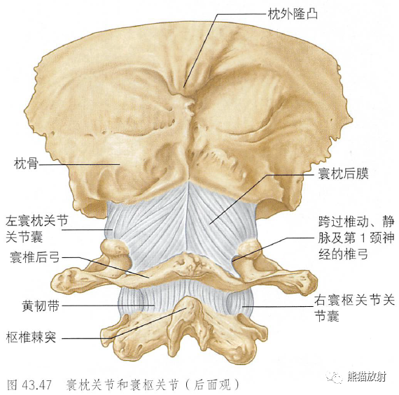 影像PPT - 脊柱(椎体、椎间盘、韧带)解剖-35 影像PPT - 脊柱(椎体、椎间盘、韧带)解剖-35