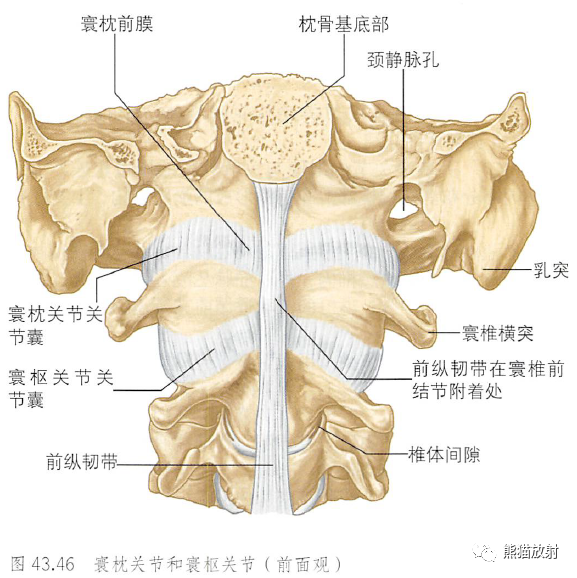 影像PPT - 脊柱(椎体、椎间盘、韧带)解剖-36 影像PPT - 脊柱(椎体、椎间盘、韧带)解剖-36