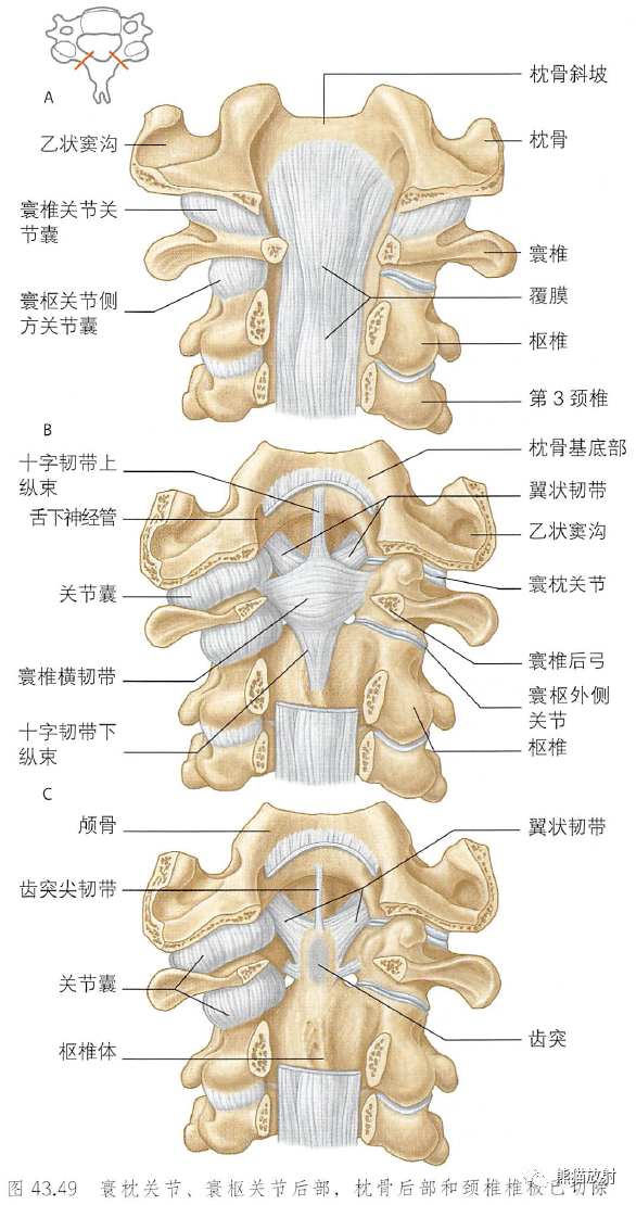 影像PPT - 脊柱(椎体、椎间盘、韧带)解剖-38 影像PPT - 脊柱(椎体、椎间盘、韧带)解剖-38