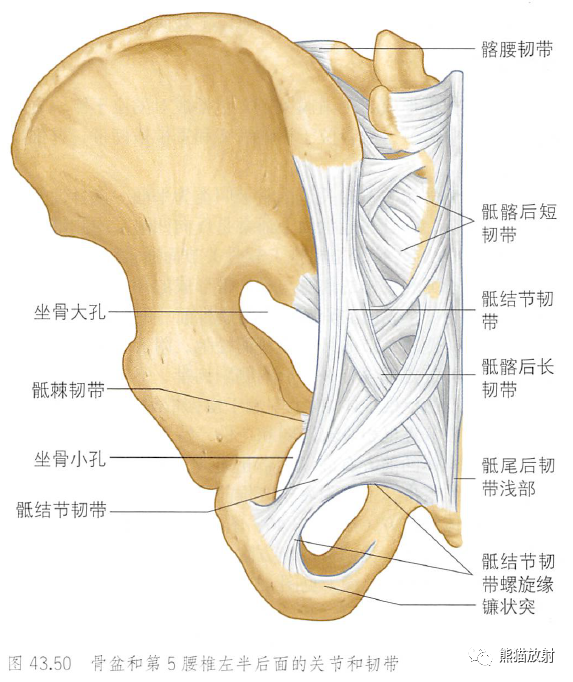 影像PPT - 脊柱(椎体、椎间盘、韧带)解剖-39 影像PPT - 脊柱(椎体、椎间盘、韧带)解剖-39