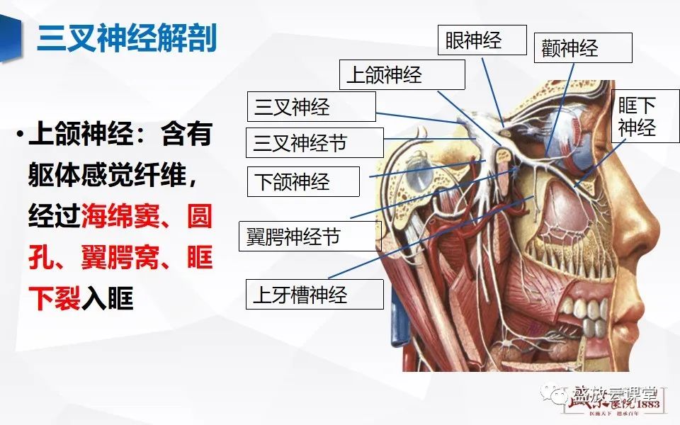 影像PPT - 【PPT】MR对三叉神经的评价-5