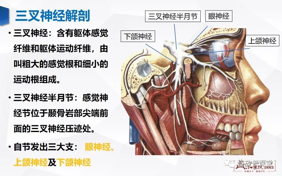 影像PPT - 【PPT】MR对三叉神经的评价-3