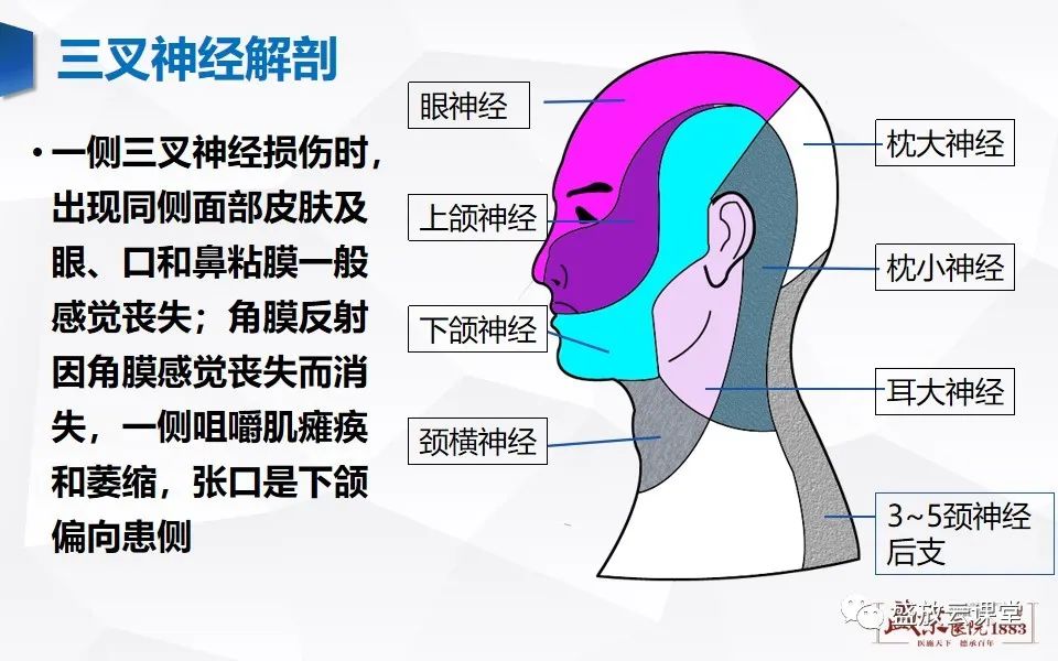 影像PPT - 【PPT】MR对三叉神经的评价-7