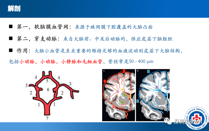 影像PPT - 【PPT】脑小血管病神经影像评估-5