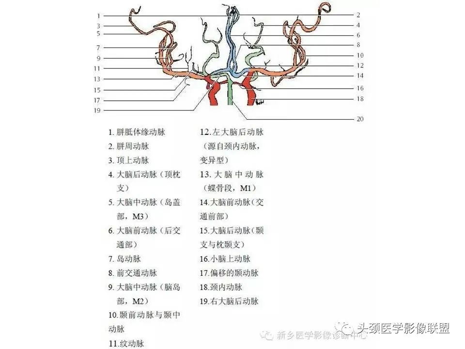影像PPT - 【PPT】颅脑解剖及血管性病变的MRI诊断-196
