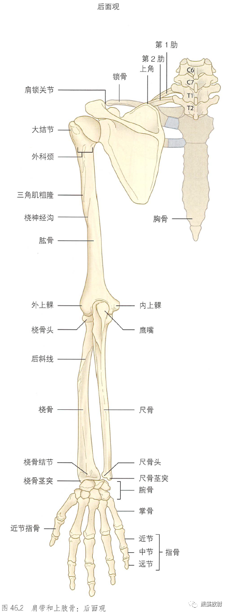 影像PPT - 肩及上肢解剖(上/前臂、手、肘/腕)-2 影像PPT - 肩及上肢解剖(上/前臂、手、肘/腕)-2