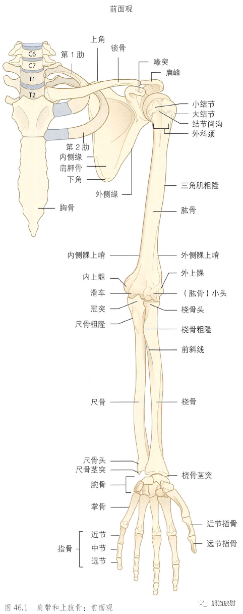 影像PPT - 肩及上肢解剖(上/前臂、手、肘/腕)-1 影像PPT - 肩及上肢解剖(上/前臂、手、肘/腕)-1