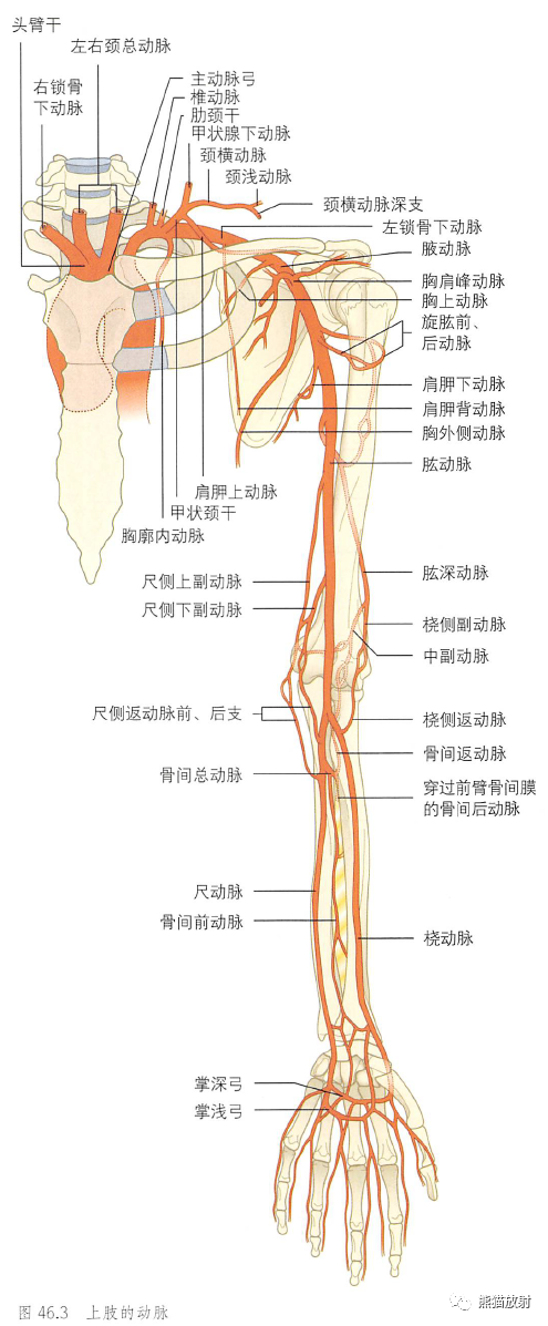 影像PPT - 肩及上肢解剖(上/前臂、手、肘/腕)-3 影像PPT - 肩及上肢解剖(上/前臂、手、肘/腕)-3