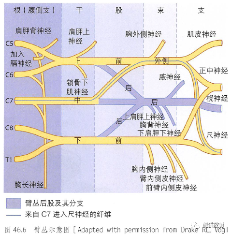 影像PPT - 肩及上肢解剖(上/前臂、手、肘/腕)-5 影像PPT - 肩及上肢解剖(上/前臂、手、肘/腕)-5