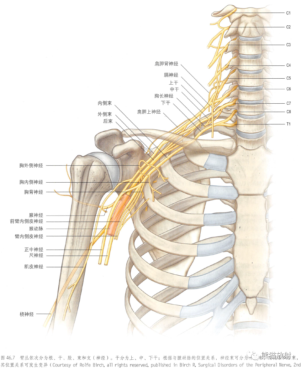 影像PPT - 肩及上肢解剖(上/前臂、手、肘/腕)-6 影像PPT - 肩及上肢解剖(上/前臂、手、肘/腕)-6