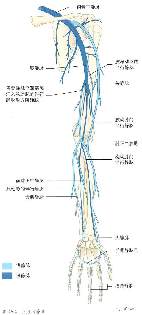 影像PPT - 肩及上肢解剖(上/前臂、手、肘/腕)-4 影像PPT - 肩及上肢解剖(上/前臂、手、肘/腕)-4
