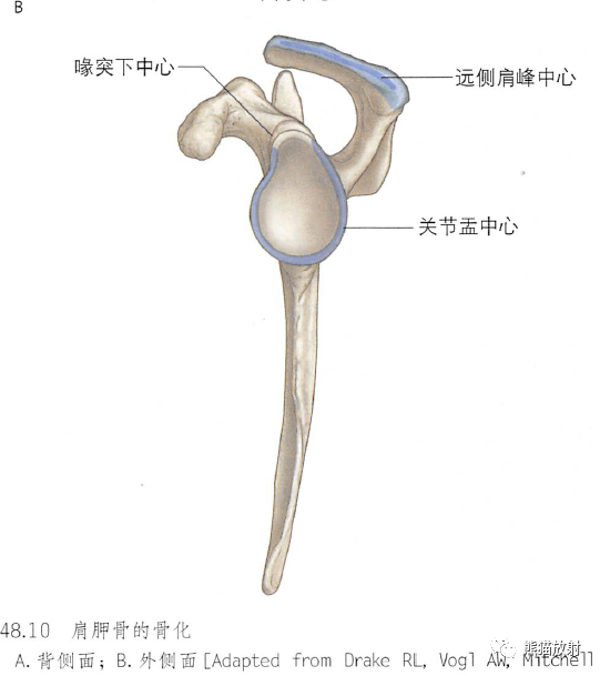 影像PPT - 肩及上肢解剖(上/前臂、手、肘/腕)-10 影像PPT - 肩及上肢解剖(上/前臂、手、肘/腕)-10