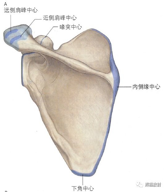 影像PPT - 肩及上肢解剖(上/前臂、手、肘/腕)-9 影像PPT - 肩及上肢解剖(上/前臂、手、肘/腕)-9
