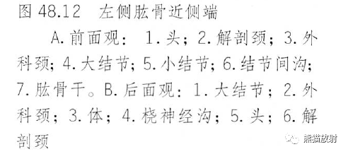 影像PPT - 肩及上肢解剖(上/前臂、手、肘/腕)-12 影像PPT - 肩及上肢解剖(上/前臂、手、肘/腕)-12