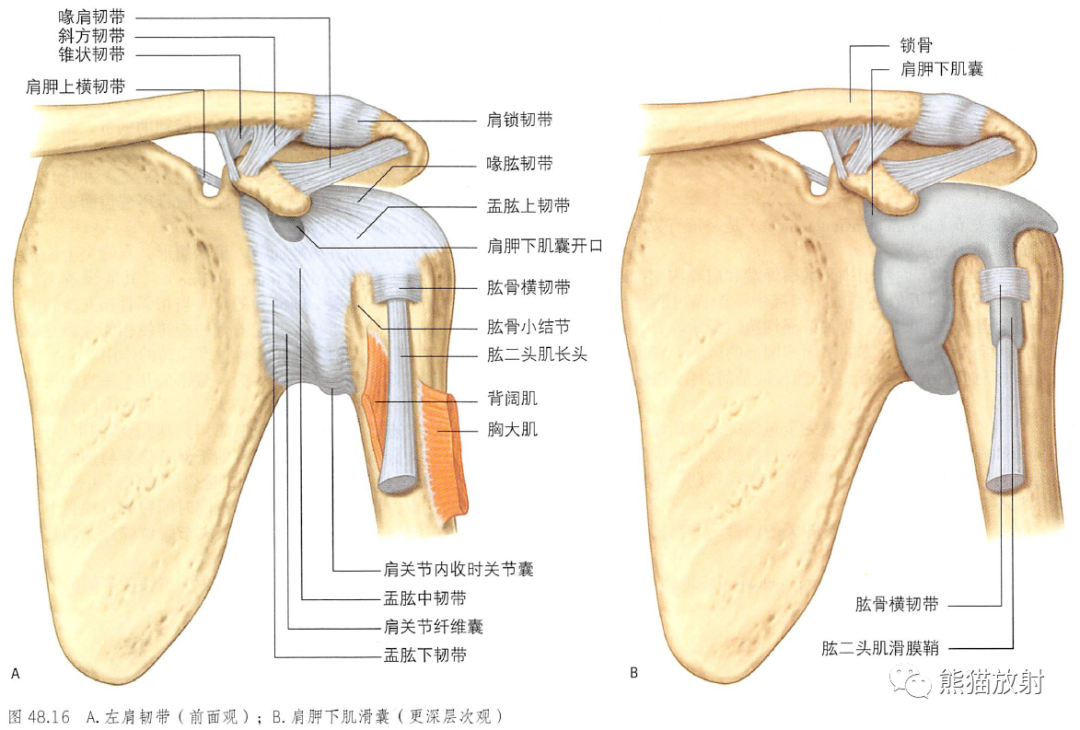 影像PPT - 肩及上肢解剖(上/前臂、手、肘/腕)-16 影像PPT - 肩及上肢解剖(上/前臂、手、肘/腕)-16