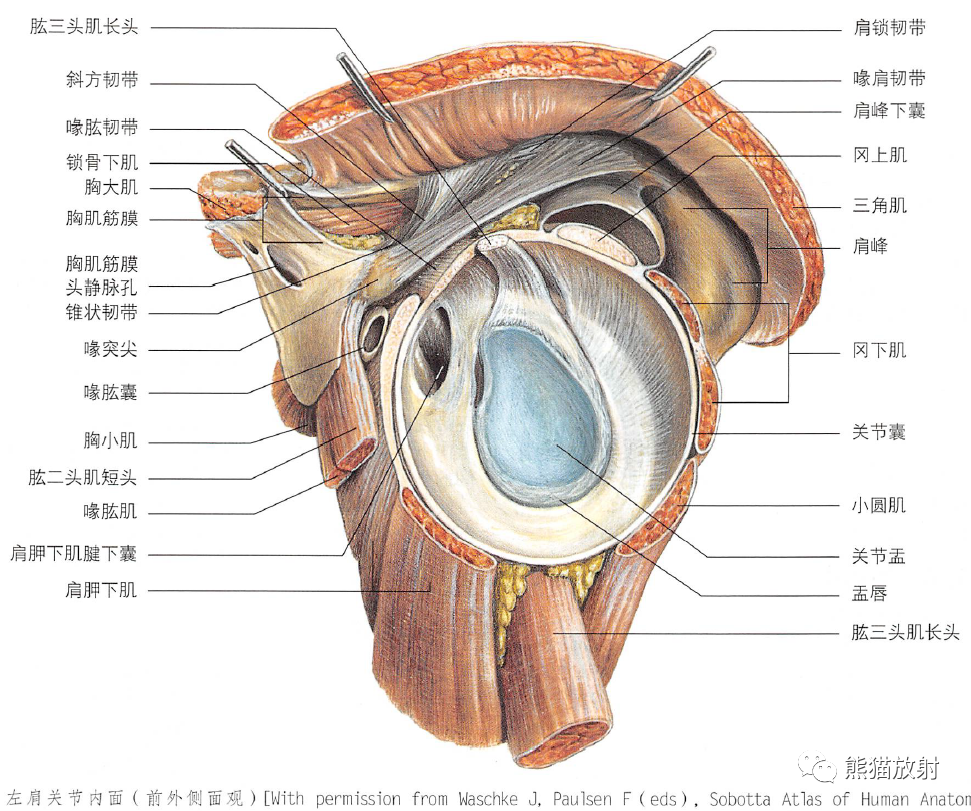 影像PPT - 肩及上肢解剖(上/前臂、手、肘/腕)-15 影像PPT - 肩及上肢解剖(上/前臂、手、肘/腕)-15