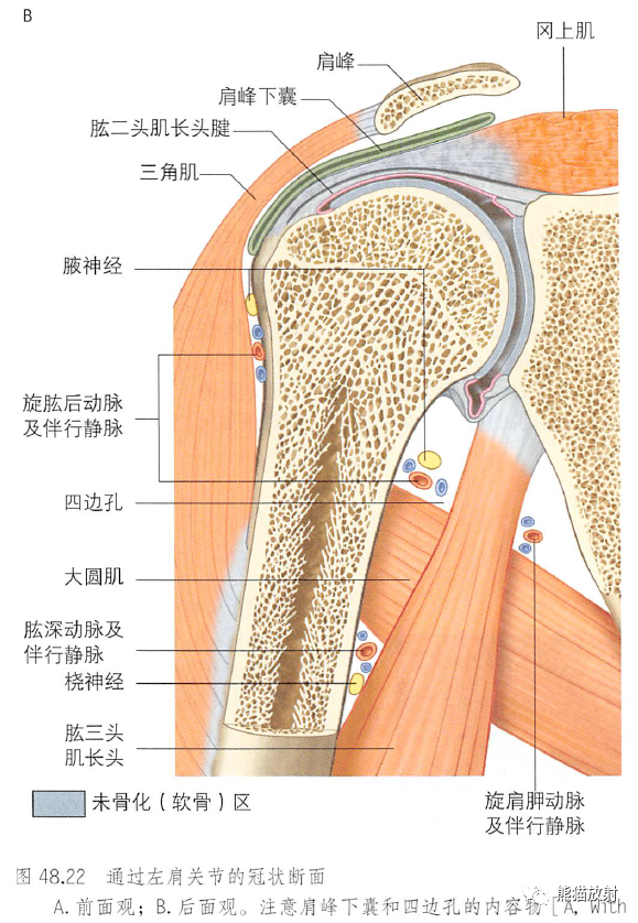 影像PPT - 肩及上肢解剖(上/前臂、手、肘/腕)-20 影像PPT - 肩及上肢解剖(上/前臂、手、肘/腕)-20