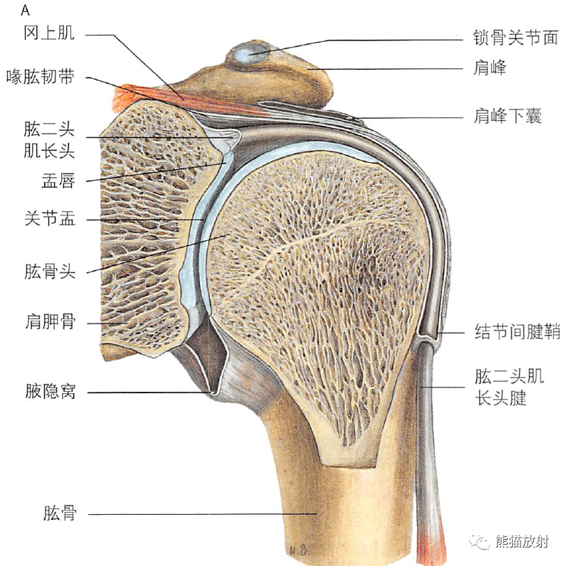 影像PPT - 肩及上肢解剖(上/前臂、手、肘/腕)-19 影像PPT - 肩及上肢解剖(上/前臂、手、肘/腕)-19