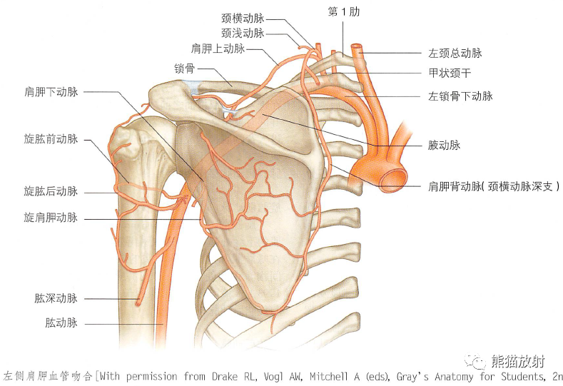 影像PPT - 肩及上肢解剖(上/前臂、手、肘/腕)-25 影像PPT - 肩及上肢解剖(上/前臂、手、肘/腕)-25