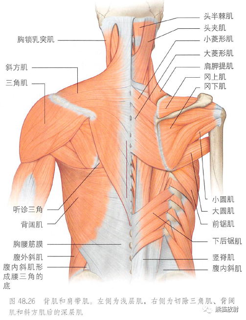 影像PPT - 肩及上肢解剖(上/前臂、手、肘/腕)-23 影像PPT - 肩及上肢解剖(上/前臂、手、肘/腕)-23