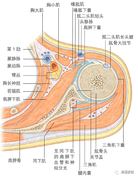 影像PPT - 肩及上肢解剖(上/前臂、手、肘/腕)-26 影像PPT - 肩及上肢解剖(上/前臂、手、肘/腕)-26